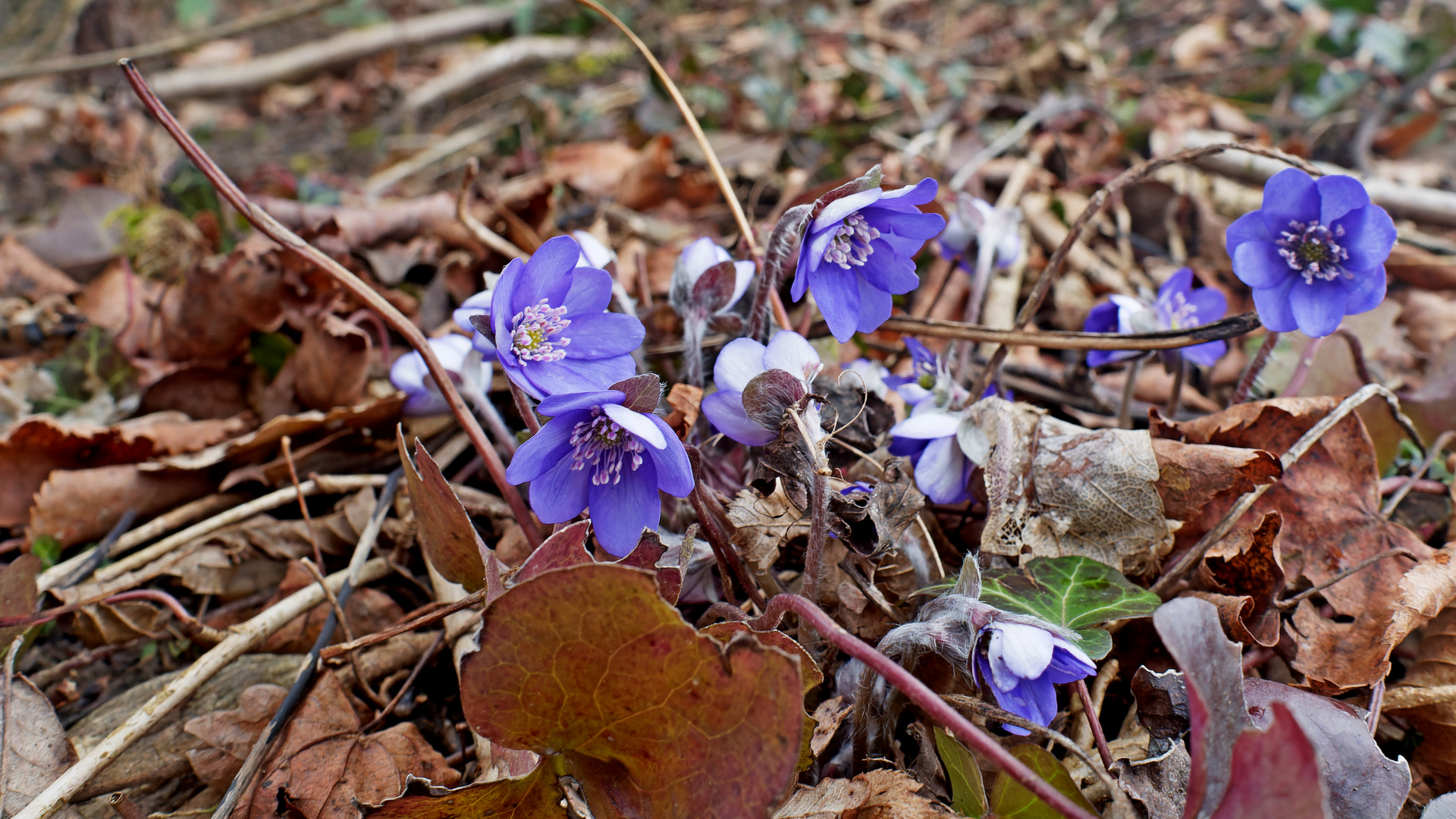 Leberblümchen