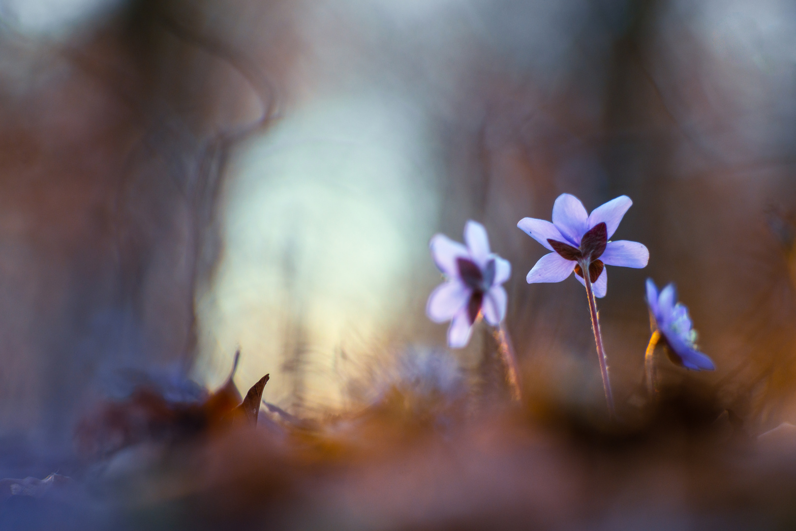 Leberblümchen