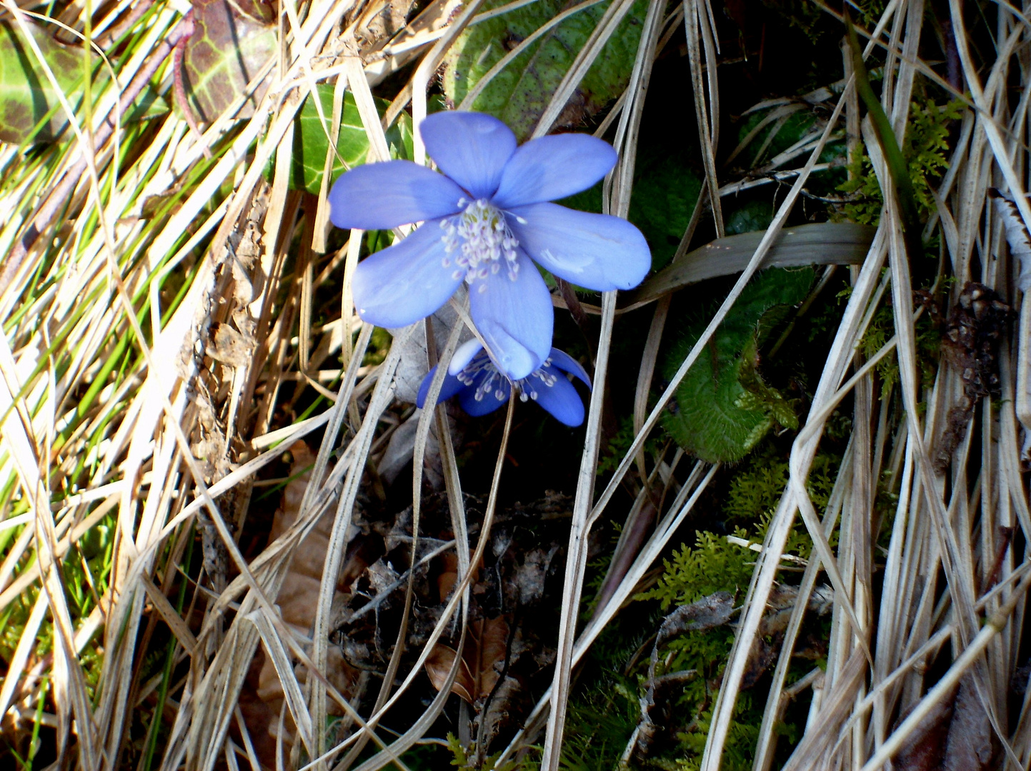 Leberblümchen