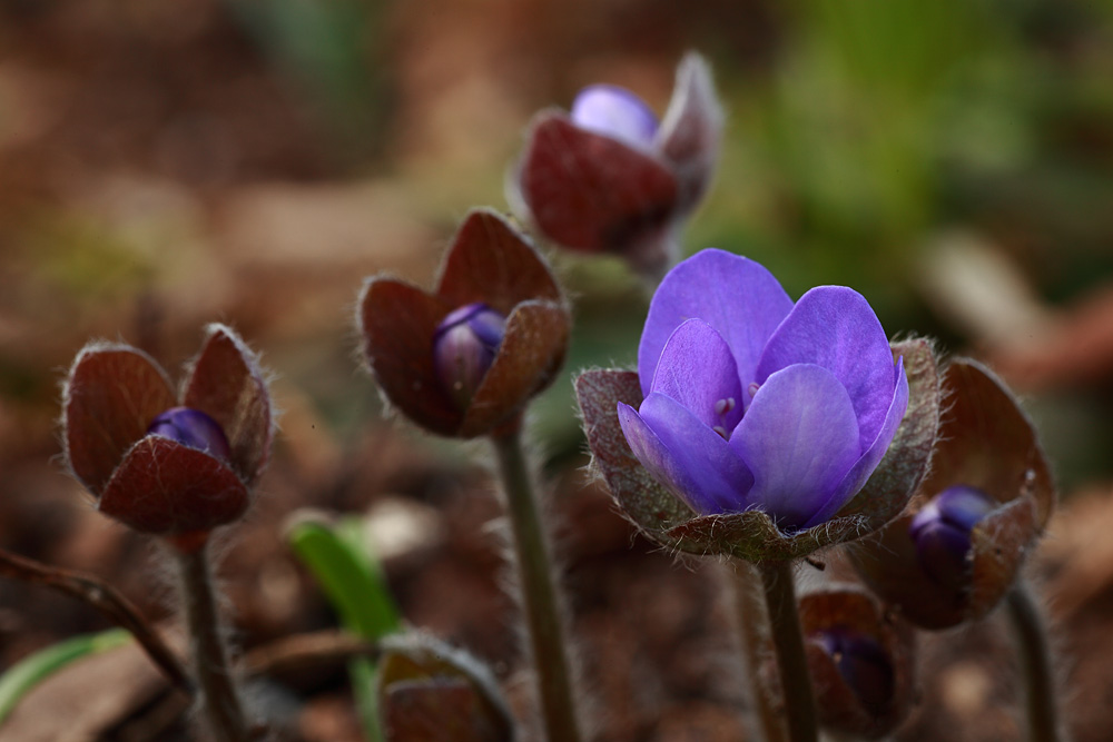 Leberblümchen