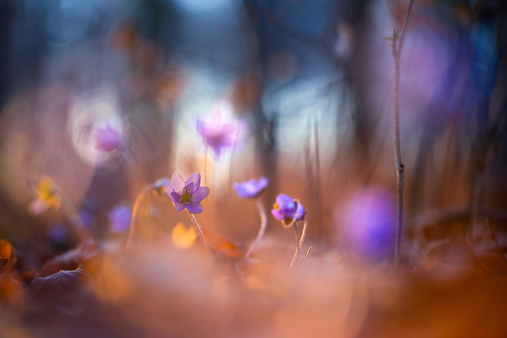 Leberblümchen 