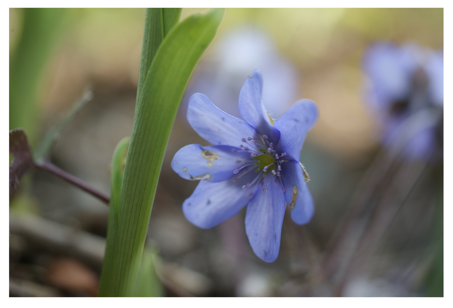 Leberblümchen