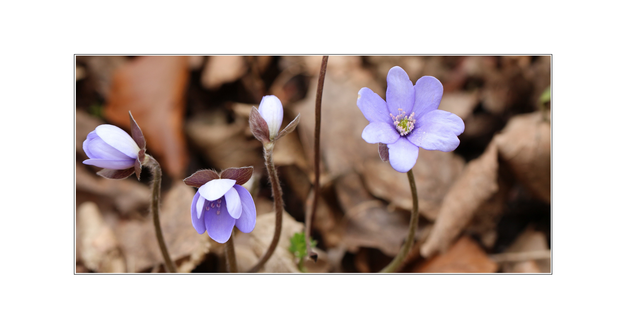 Leberblümchen