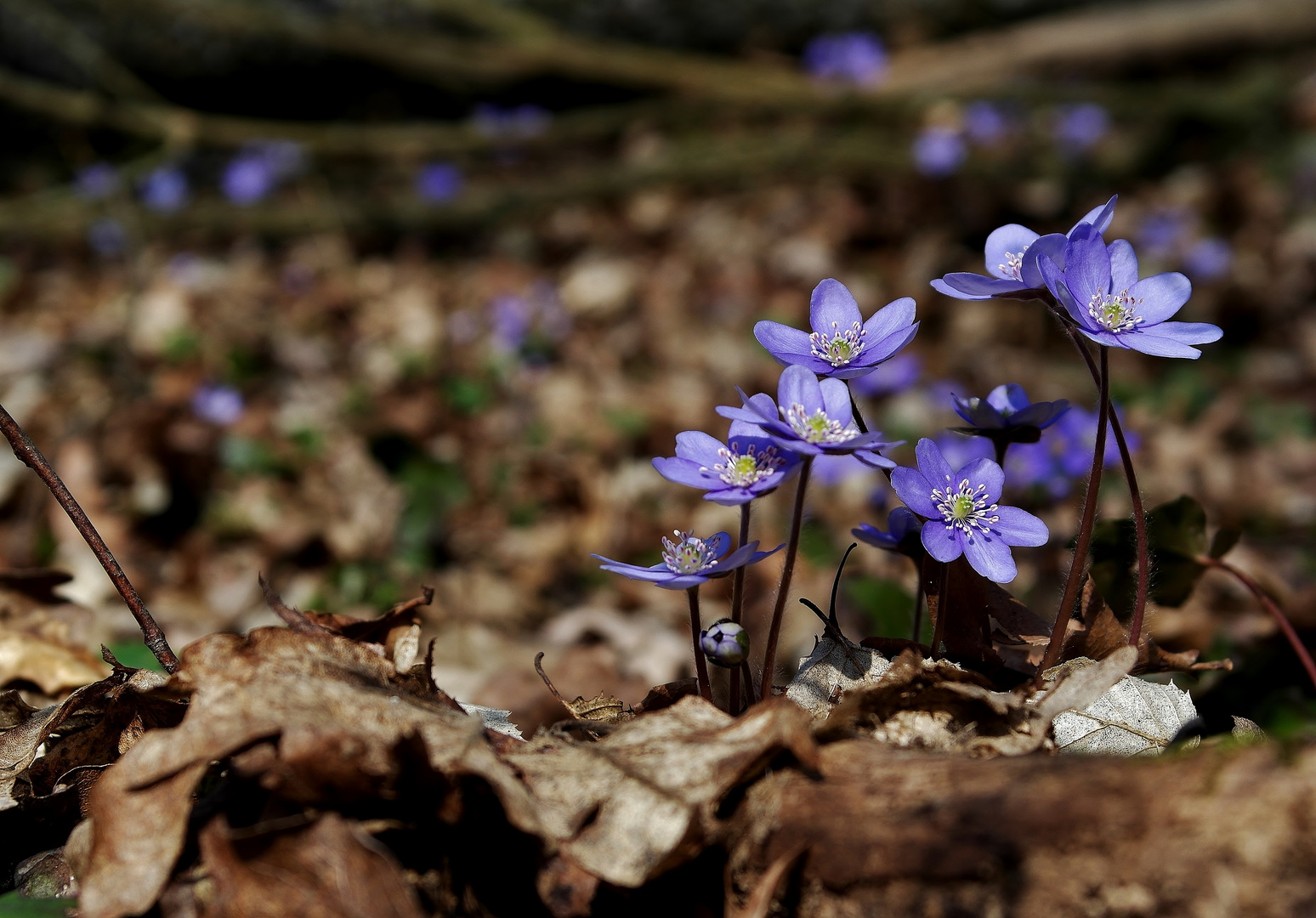 Leberblümchen