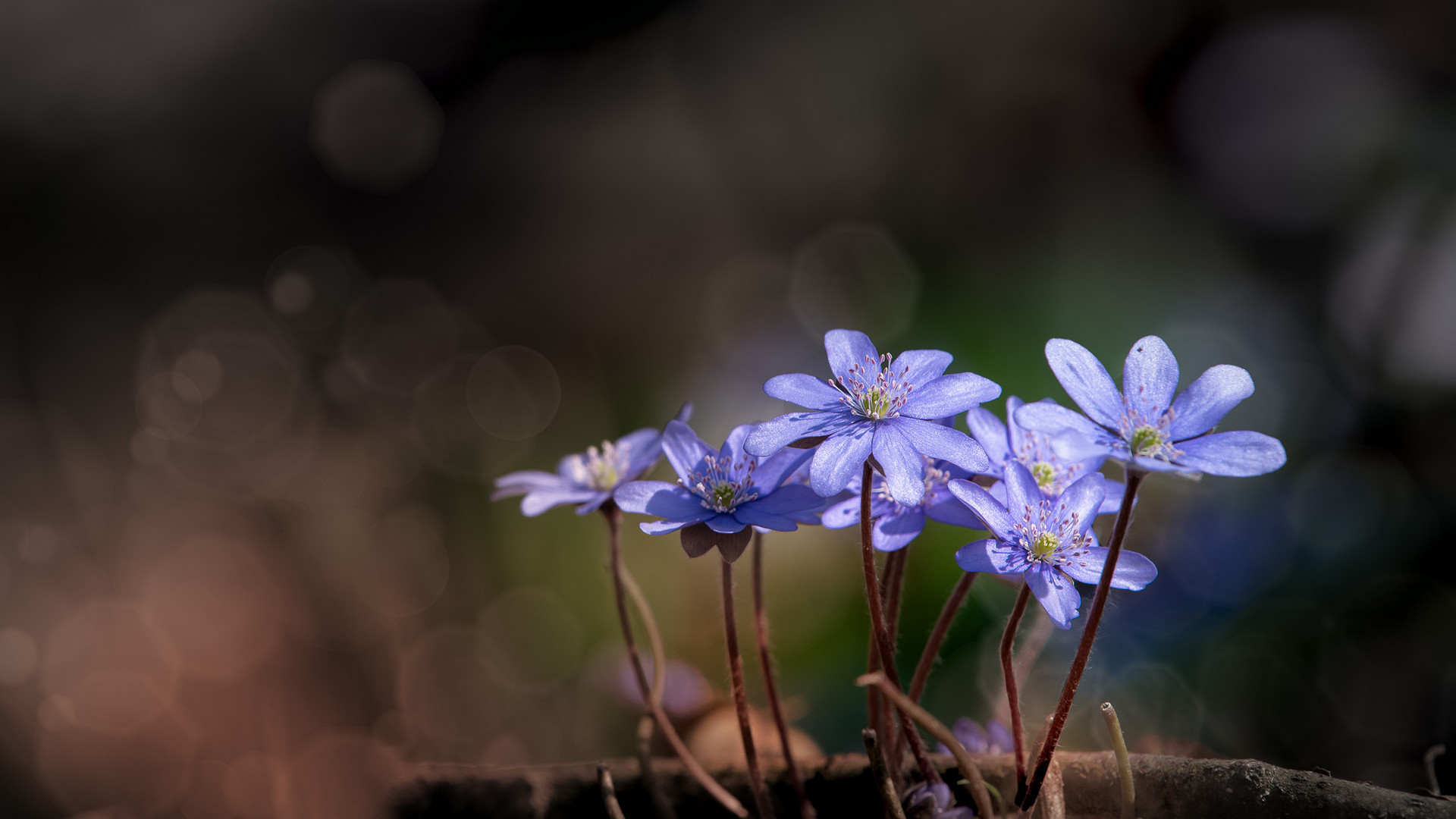 Leberblümchen