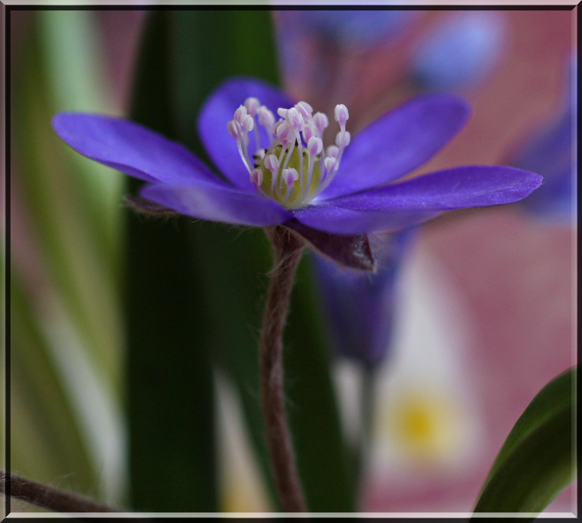 Leberblümchen