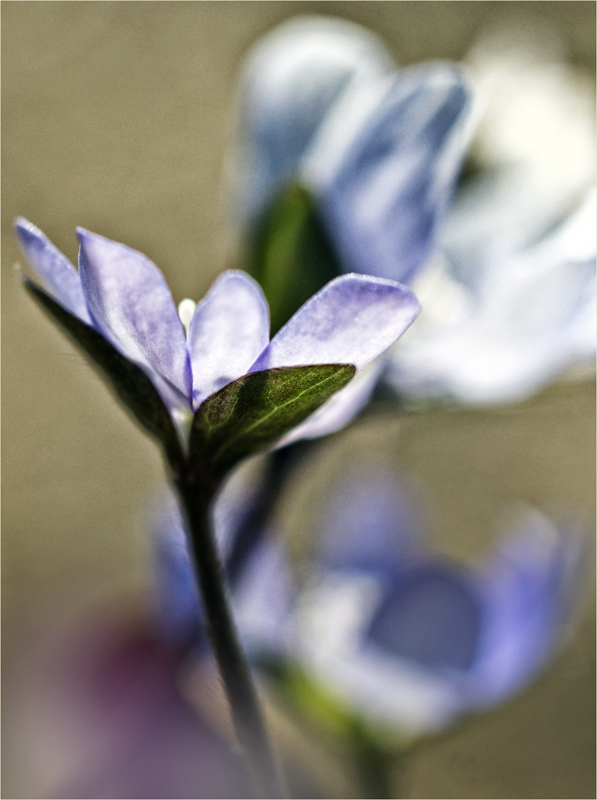 leberblümchen