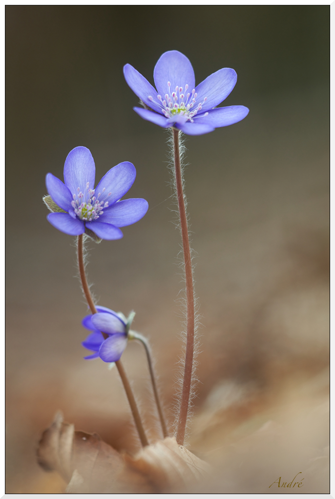 Leberblümchen