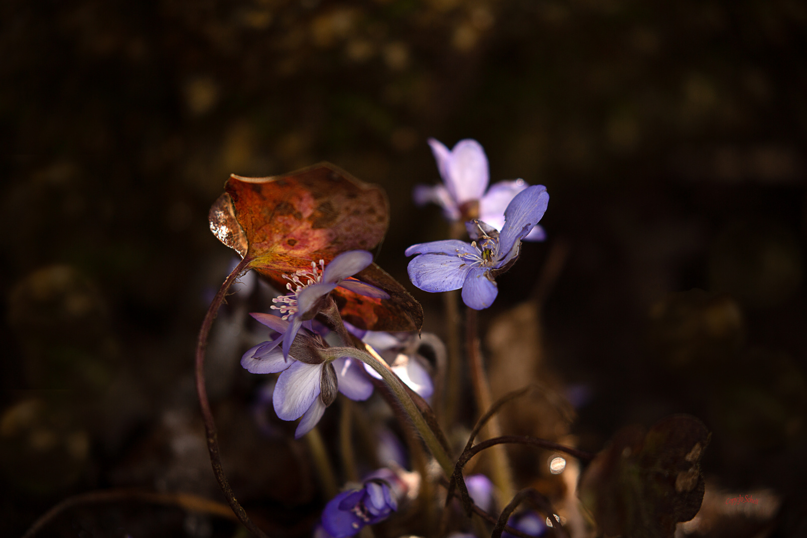 Leberblümchen