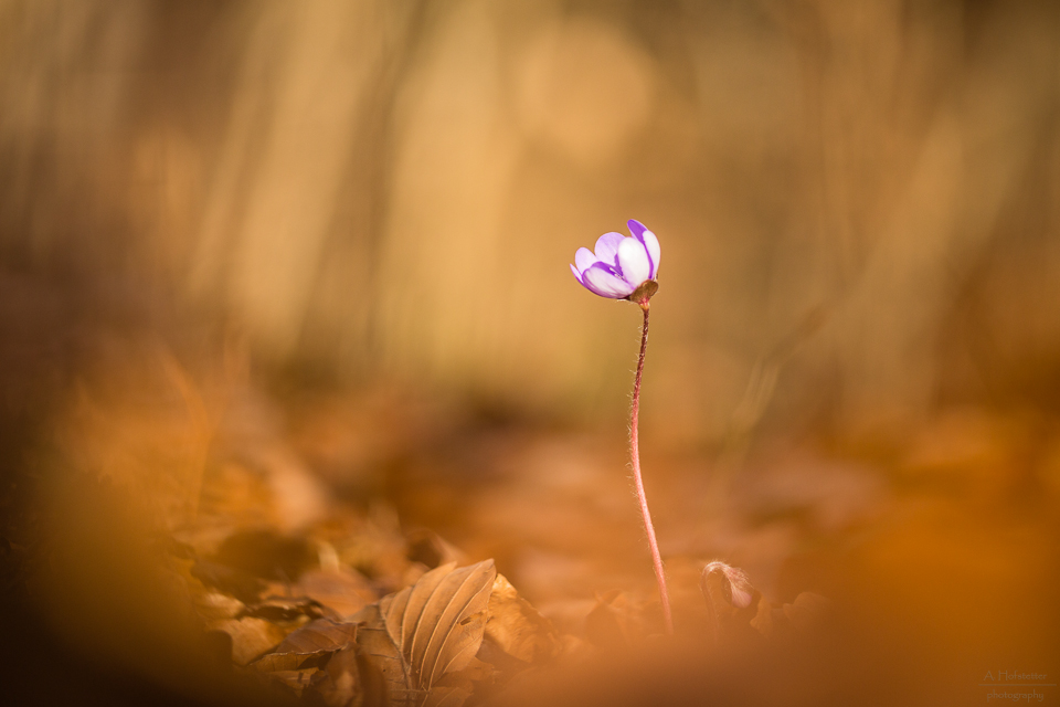 Leberblümchen