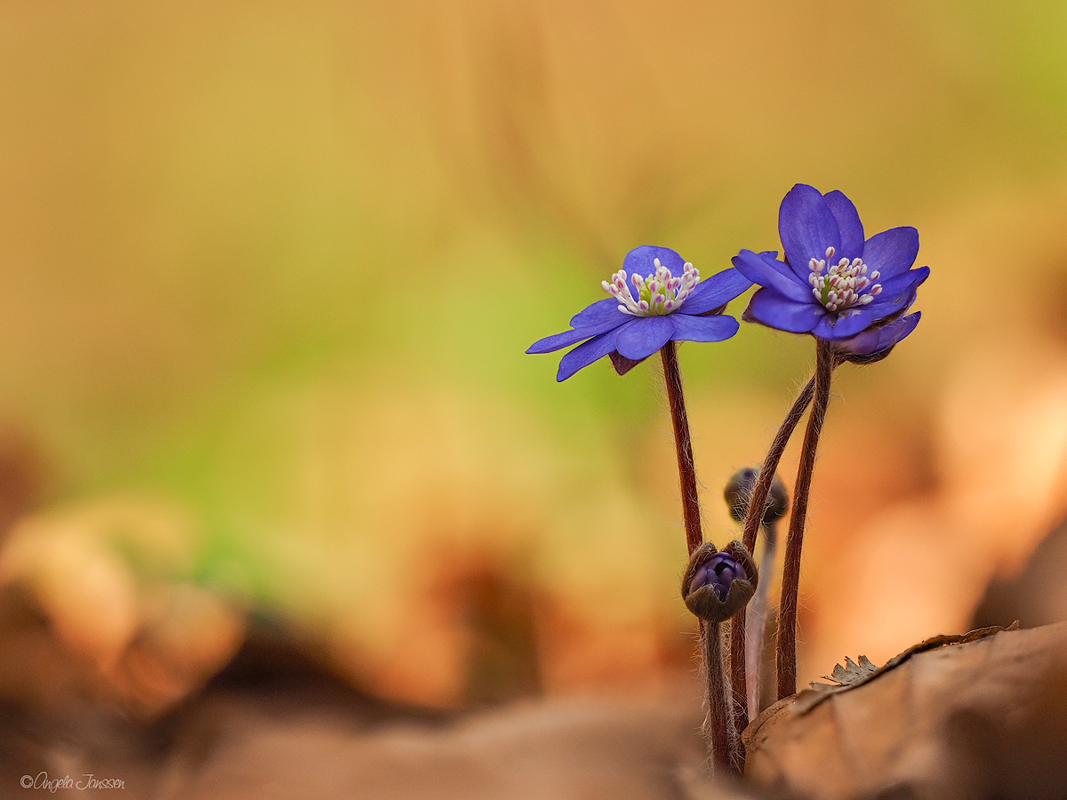 Leberblümchen