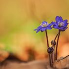 Leberblümchen