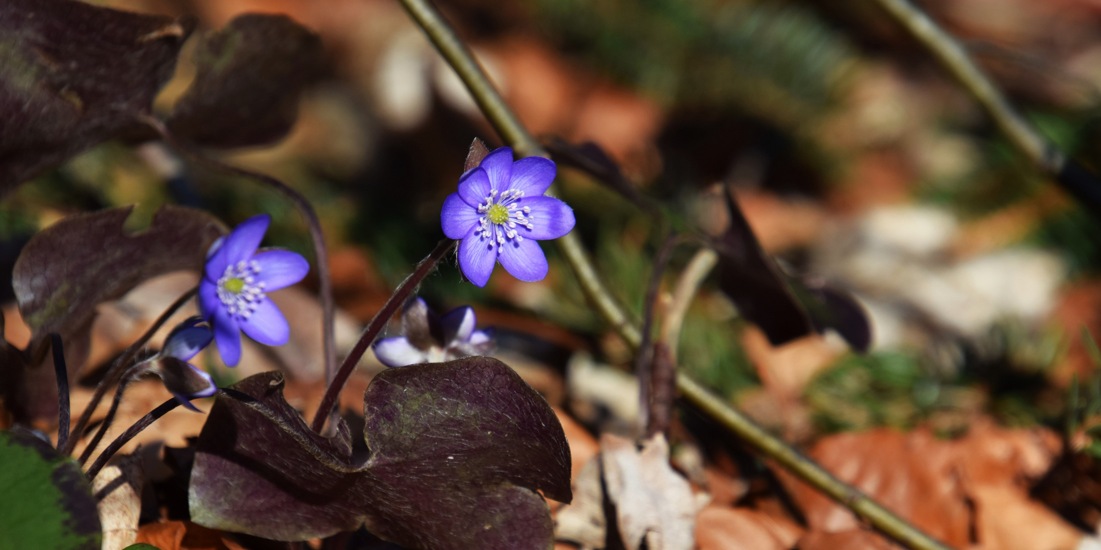 Leberblümchen 4