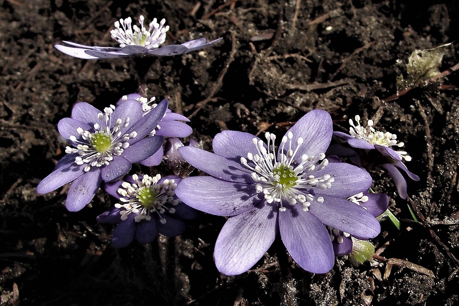 Leberblümchen