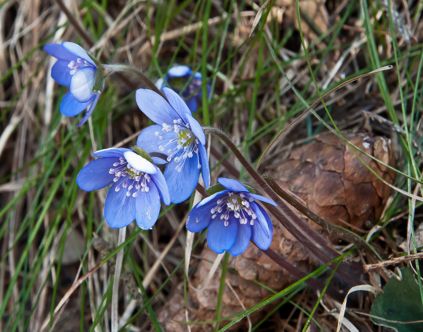 Leberblümchen