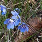 Leberblümchen