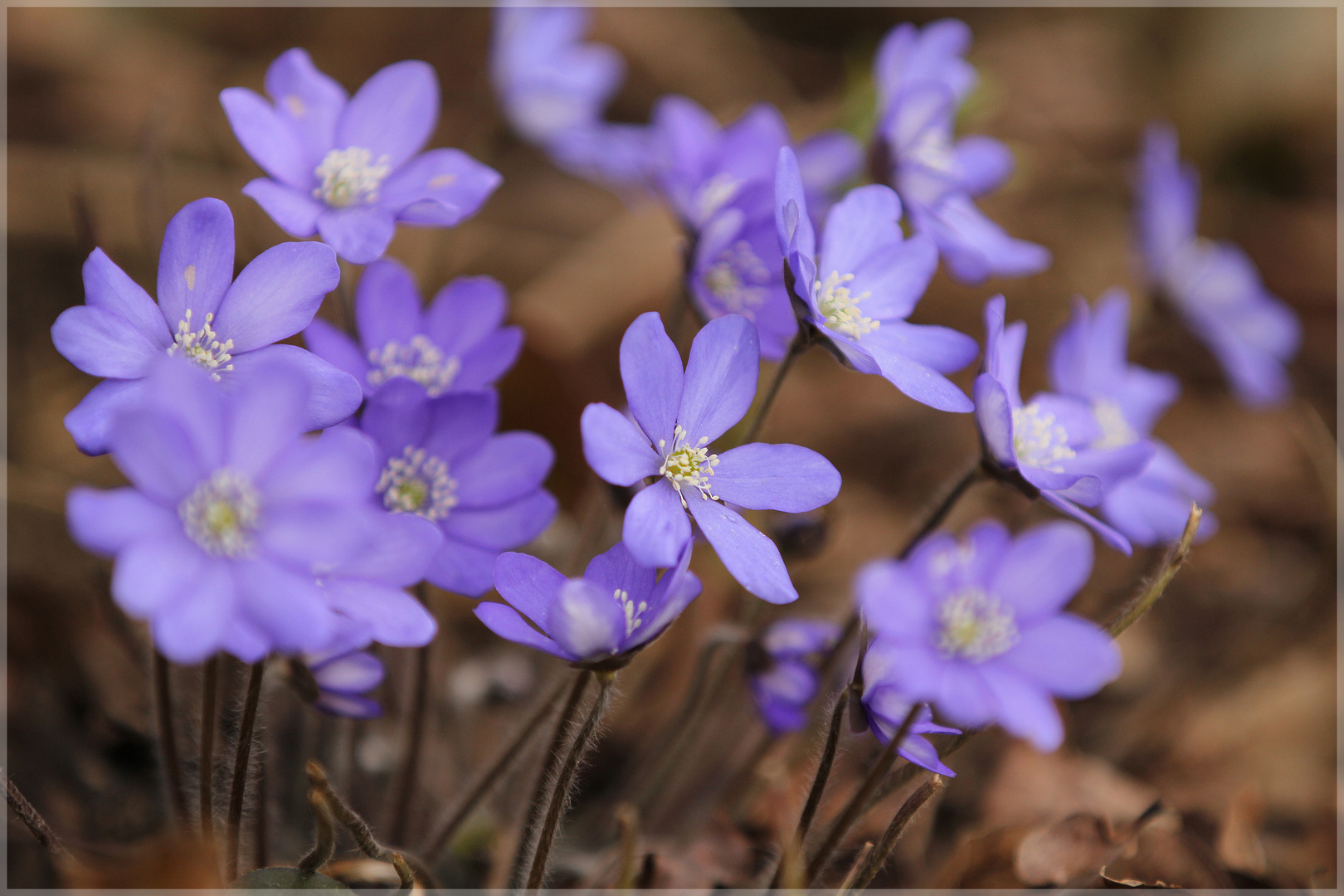 leberblümchen