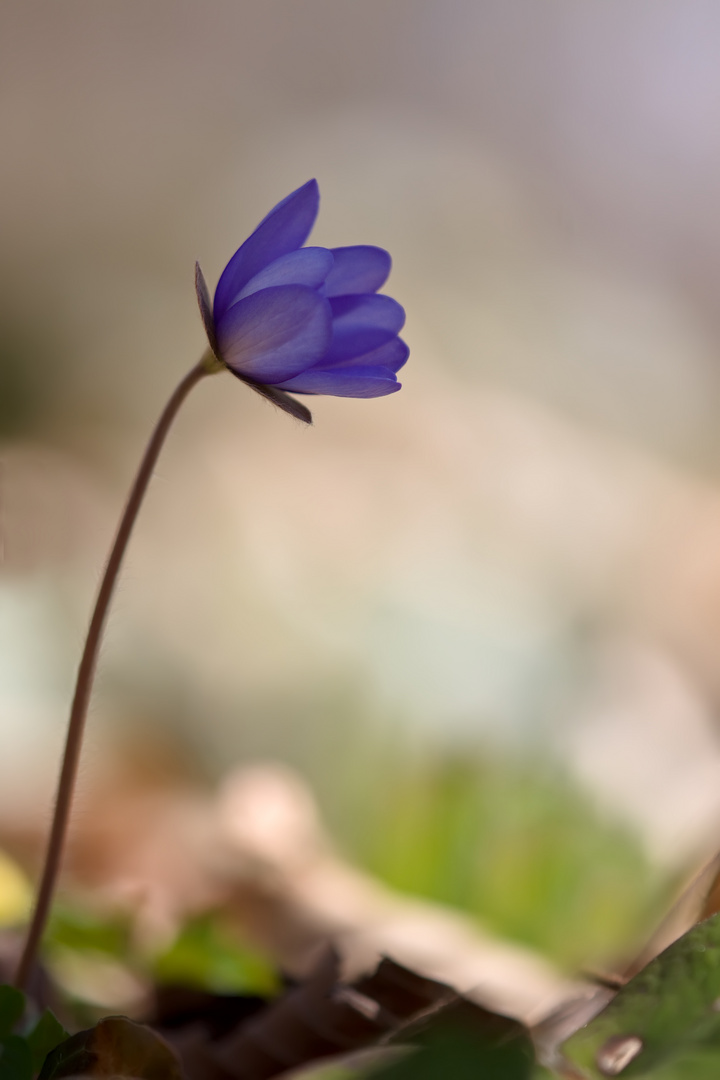 Leberblümchen 4/11