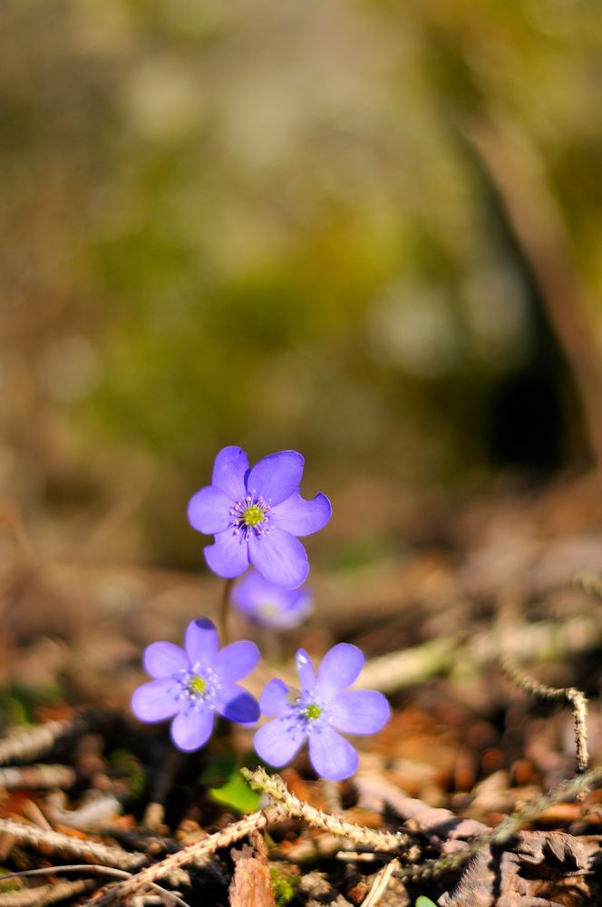 Leberblümchen von Werner Dejori 