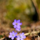 Leberblümchen