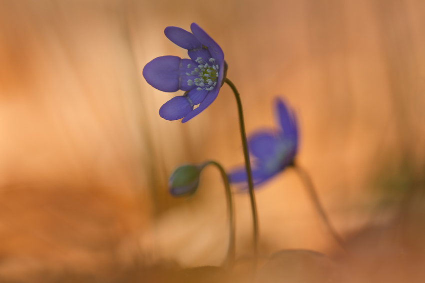 Leberblümchen