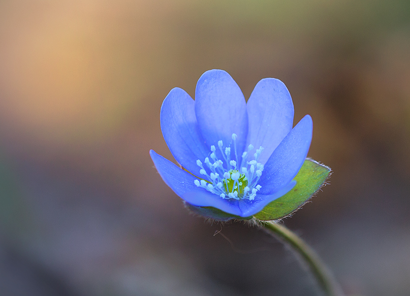 Leberblümchen