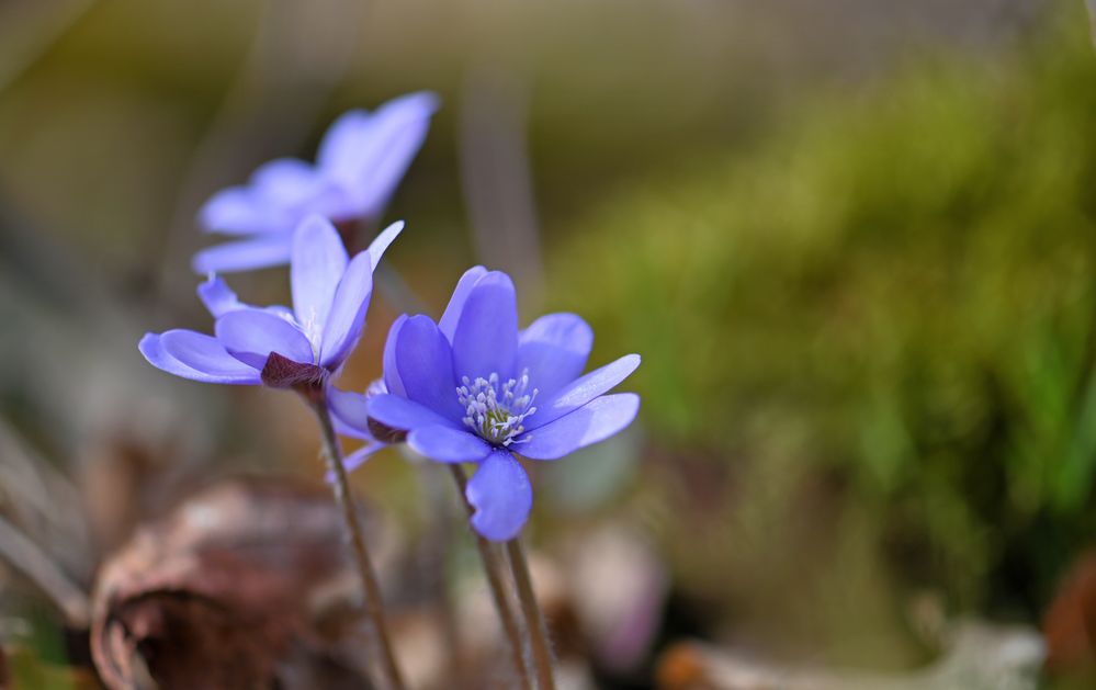 Leberblümchen