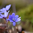 Leberblümchen