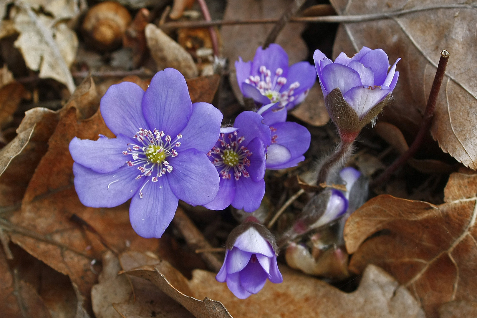 Leberblümchen