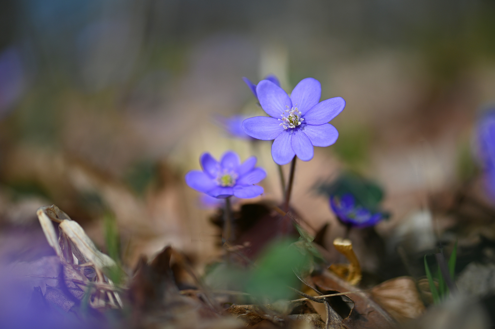 Leberblümchen