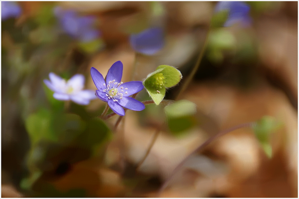 Leberblümchen