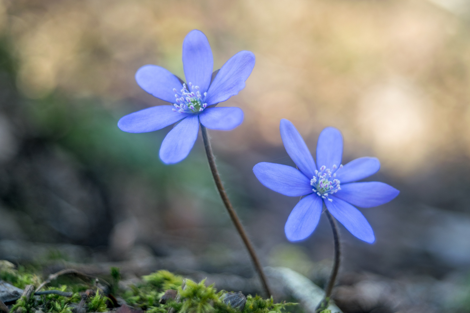 Leberblümchen