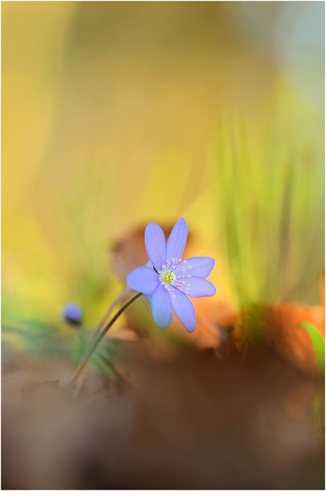 Leberblümchen