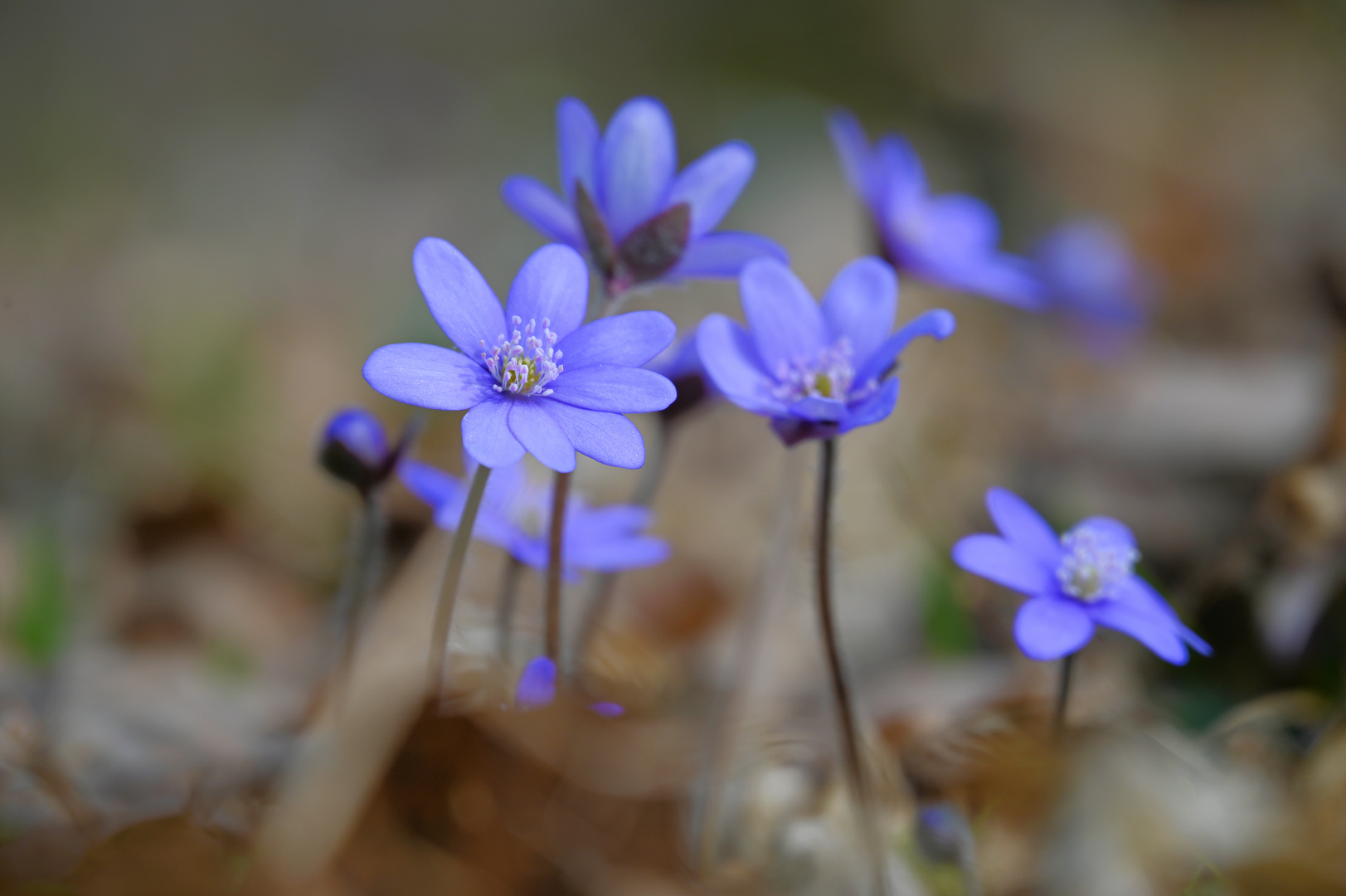 Leberblümchen