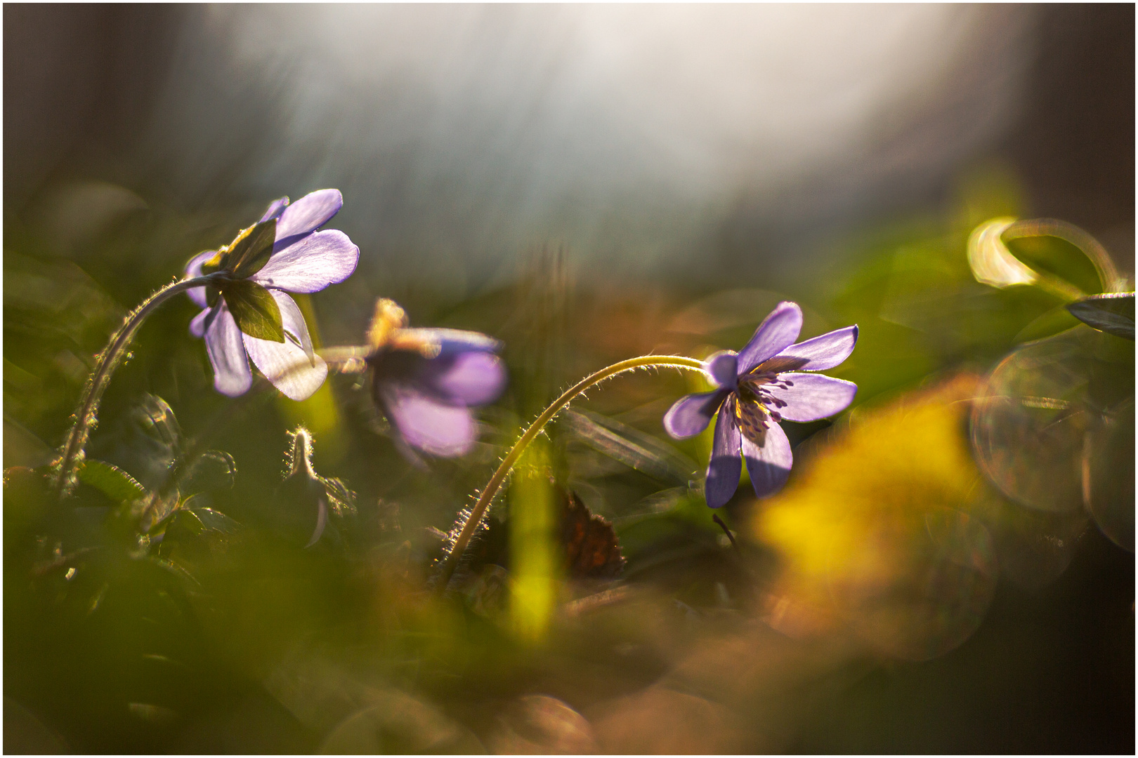 Leberblümchen