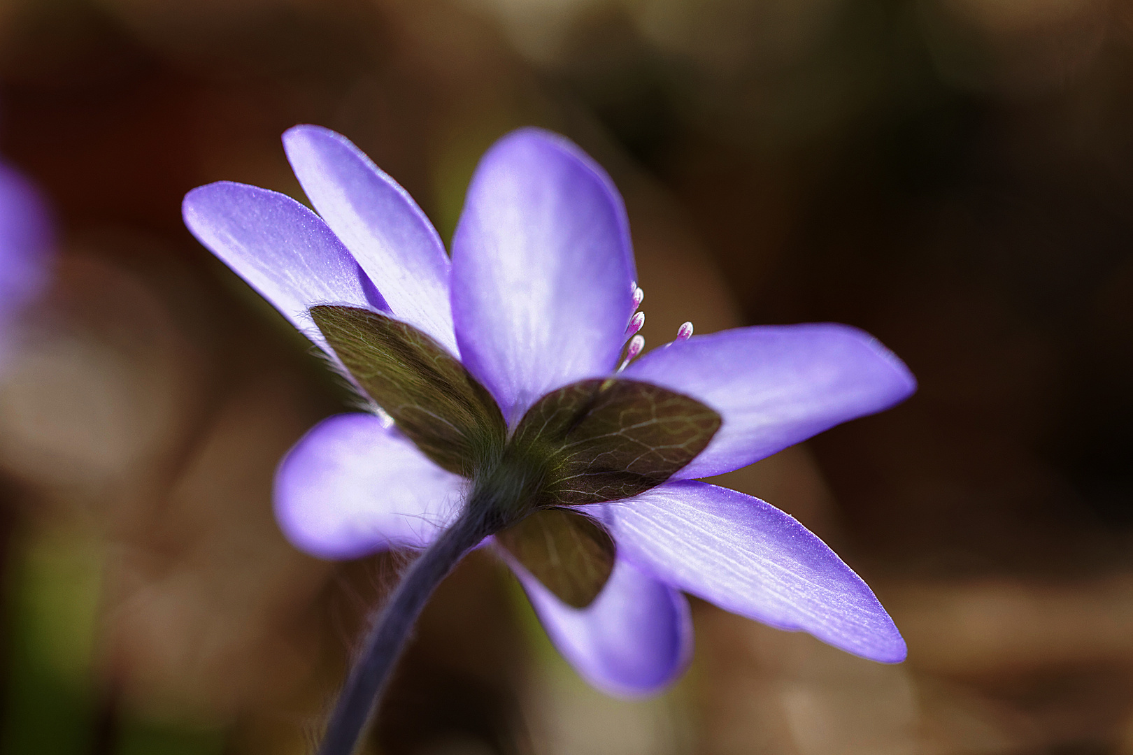 Leberblümchen