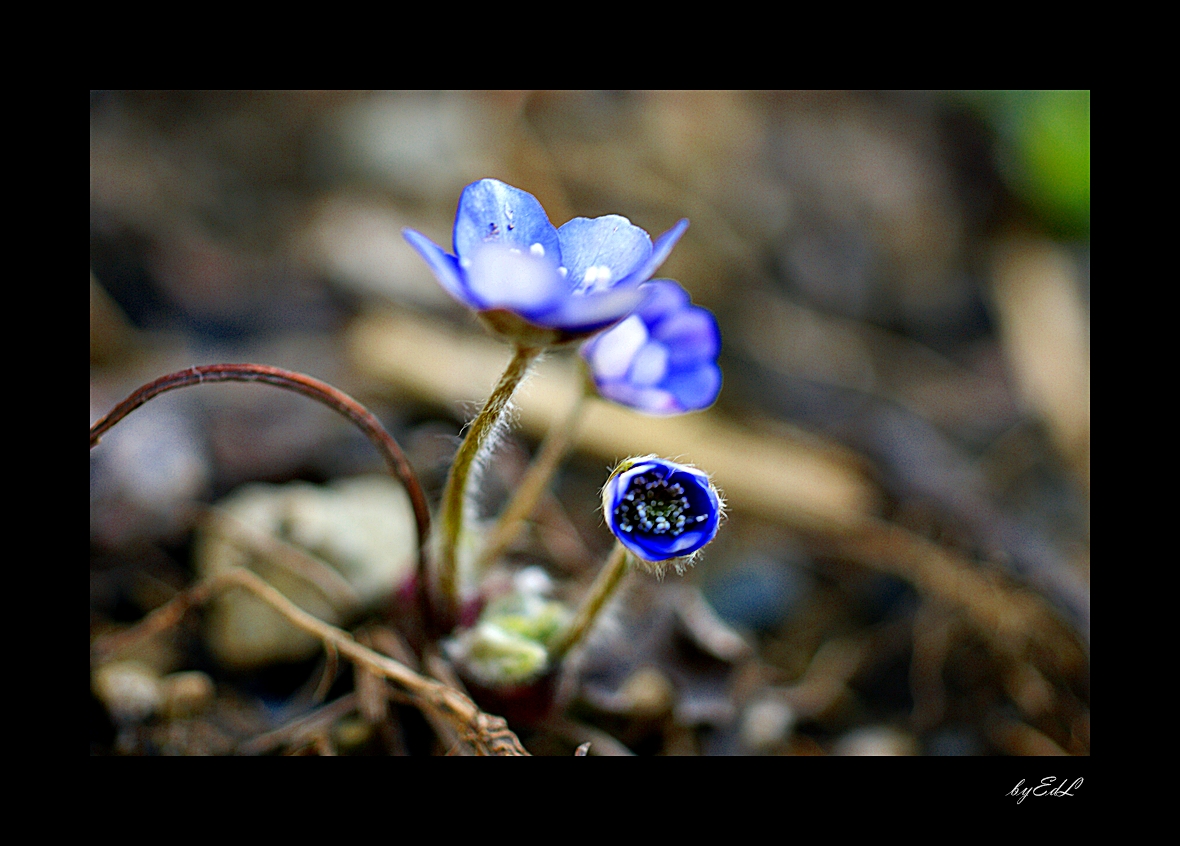 Leberblümchen