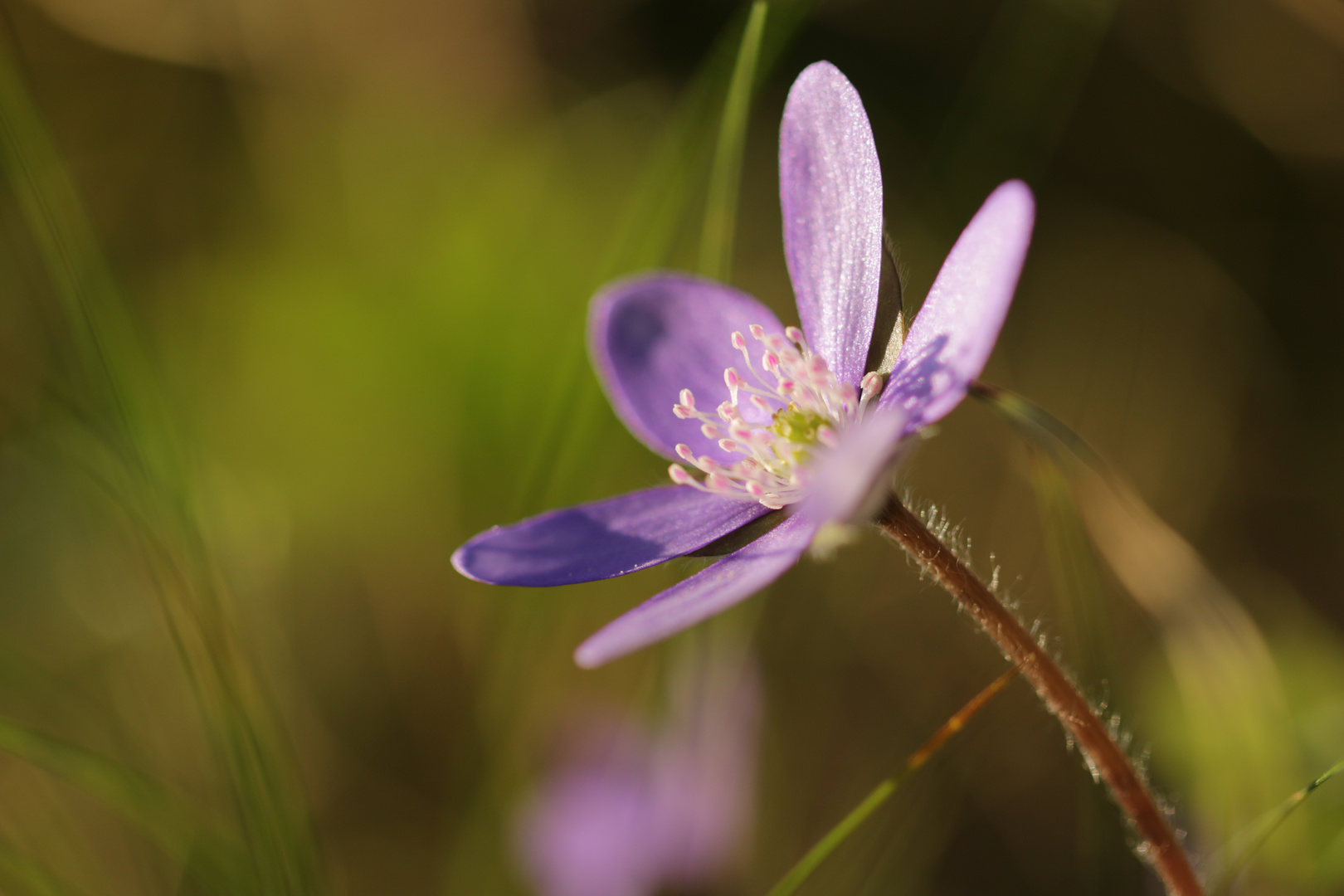 Leberblümchen