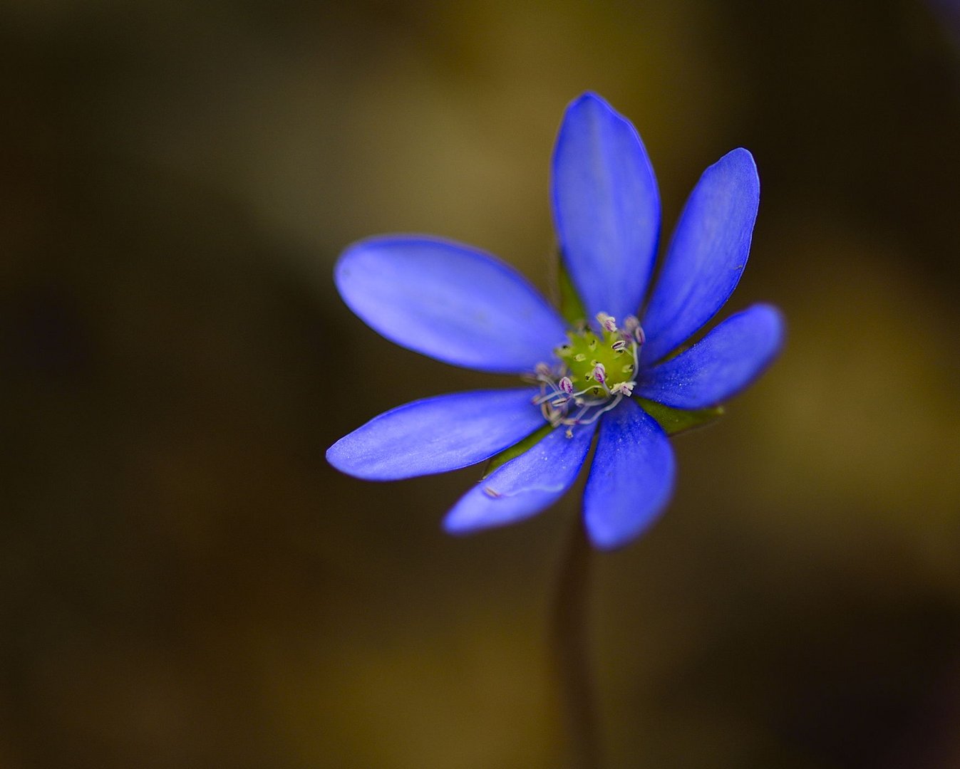 Leberblümchen