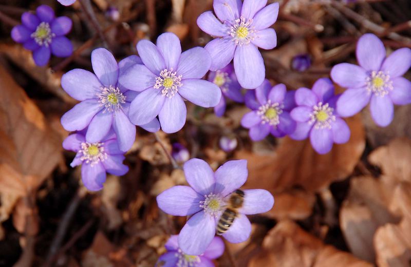 Leberblümchen