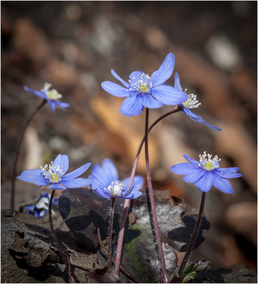 Leberblümchen