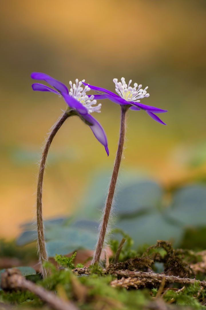 Leberblümchen