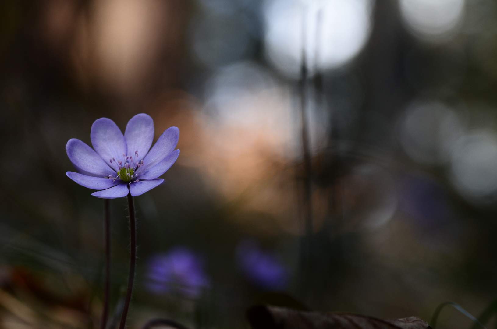 Leberblümchen