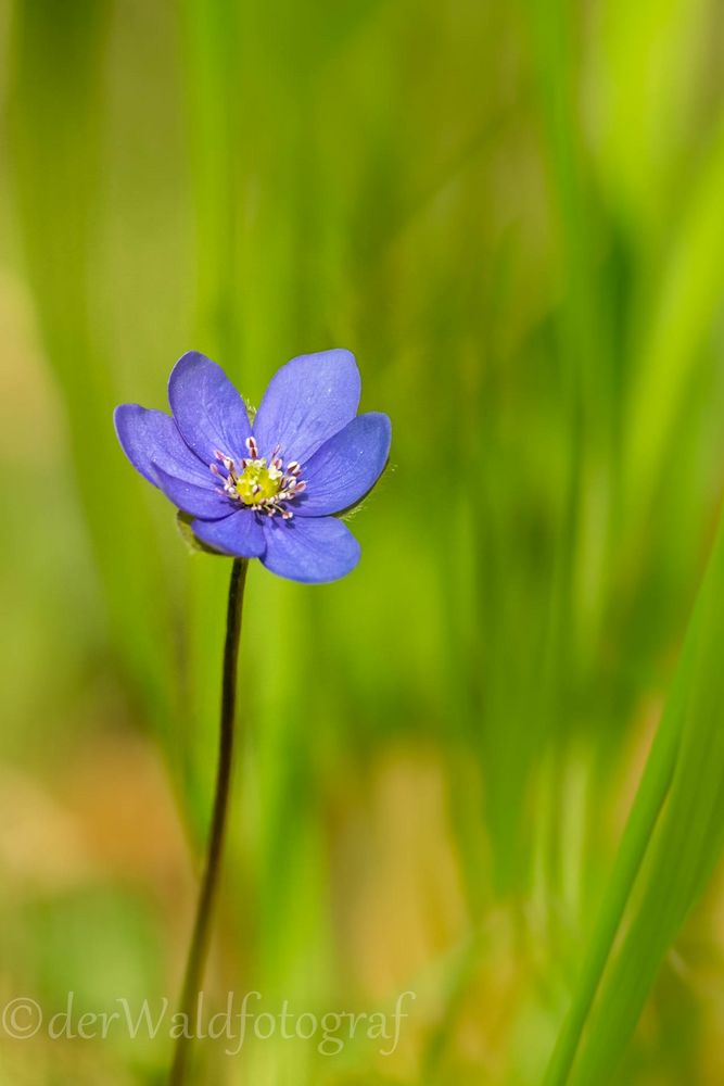 Leberblümchen