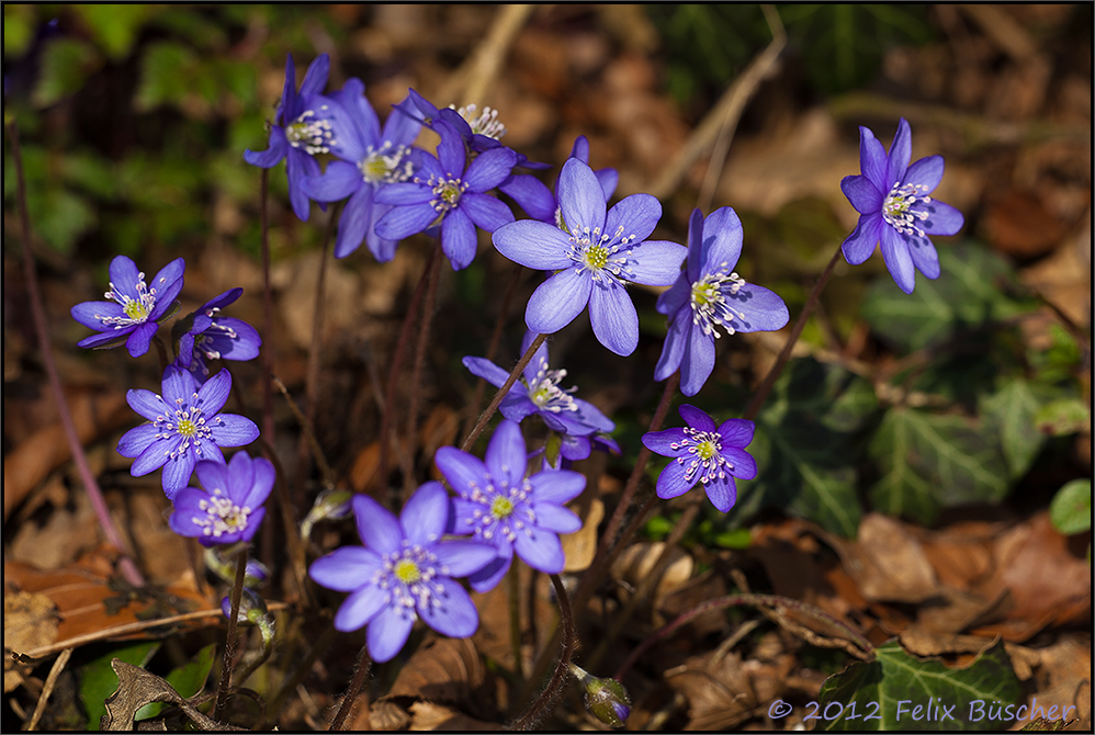 "Leberblümchen"...