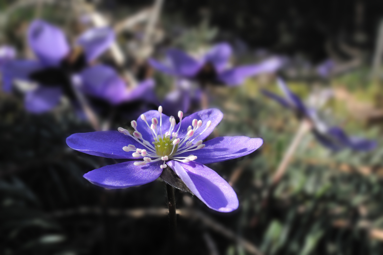 Leberblümchen