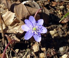 Leberblümchen