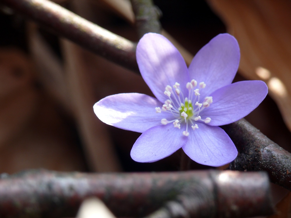 Leberblümchen