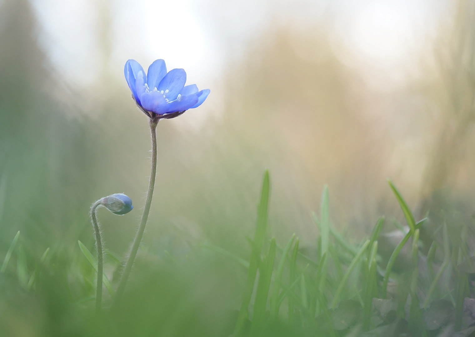 Leberblümchen