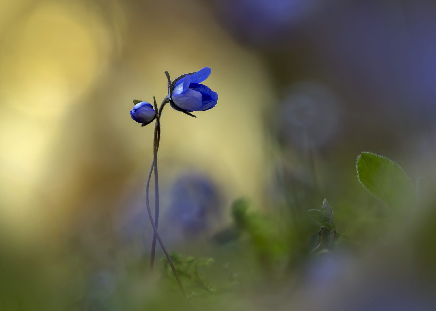 Leberblümchen